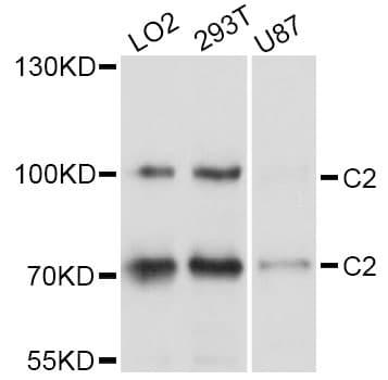 IHC-plus™ Complement C2 Antibody