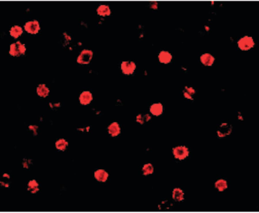 IHC-plus™ Polyclonal Rabbit anti-Human CDH13 / Cadherin 13 Antibody (IHC, IF, WB)