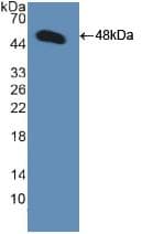 Polyclonal Rabbit anti-Human GDF2 / BMP9 Antibody (aa32-427, WB)