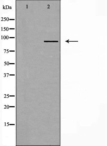 MZF / MZF1 Antibody