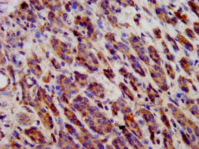 Polyclonal Rabbit anti-Human CDH9 / Cadherin 9 Antibody (IHC, IF, WB)