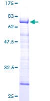 Human STBD1 Protein (Recombinant GST)