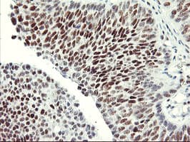 USP7 / HAUSP Antibody (clone OTI3D5, Carrier-free)