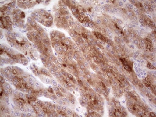 CSF1 / MCSF Antibody (aa223-496, clone OTI1D10)