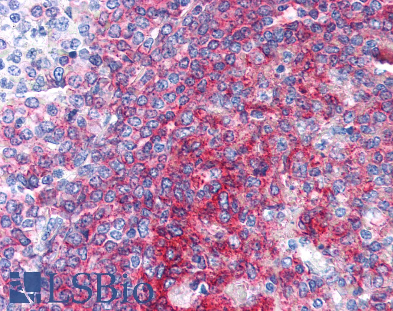 PathPlus™ CD40 Antibody (clone LOB7/6)