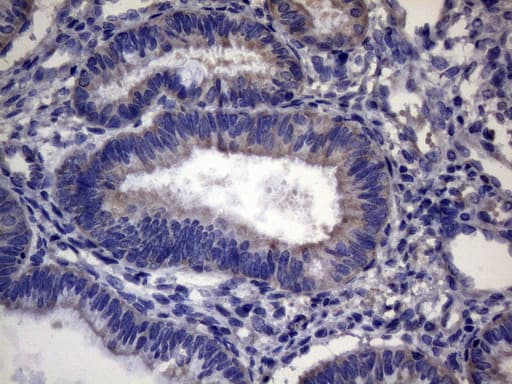 CEP63 Antibody (clone OTI2F2, Carrier-free)