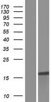 FAM89B Protein (Over-Expression Lysate Myc-DDK (Flag))