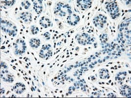 Monoclonal Mouse anti-Human STK3 Antibody (clone OTI2D4, IHC, WB)