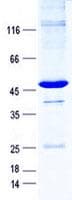 Human MXI1 / MAD2 Protein (Recombinant GST, N-terminus + His, C-terminus)