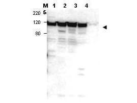MYO1G / HA2 Antibody (C-Terminus)