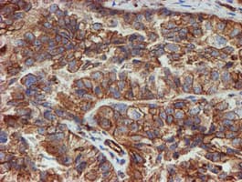 SCFD1 / SLY1 Antibody (clone OTI5G4)