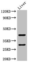Polyclonal Rabbit anti-Human TIMD4 / TIM4 / TIM-4 Antibody (IF, WB)