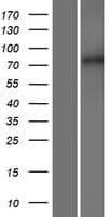 XPR1 Protein (Over-Expression Lysate Myc-DDK (Flag))