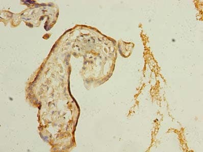 Polyclonal Rabbit anti-Human EAPP Antibody (IHC, WB)