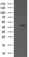 Monoclonal Mouse anti-Human MAP2K1 / MKK1 / MEK1 Antibody (clone OTI5F5, Carrier-free, IF, WB)