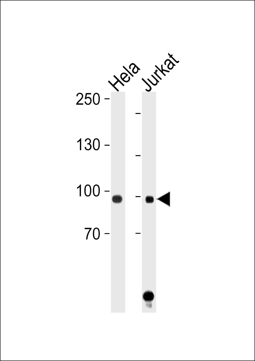 Polyclonal Rabbit anti-Human STAT1 Antibody (aa717-745, WB)