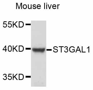 ST3GAL1 Antibody