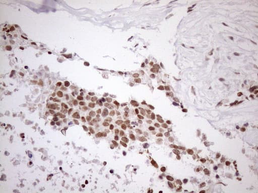 UTP11L Antibody (clone OTI5F3, Carrier-free)