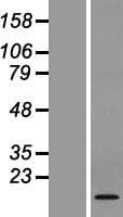 TMEM167A Protein (Over-Expression Lysate Myc-DDK (Flag))