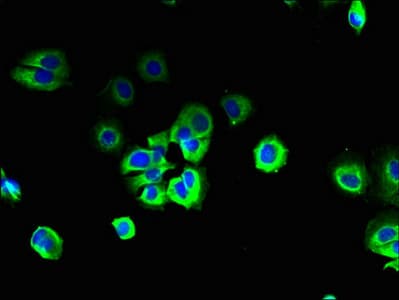 SIPR3 / EDG3 / S1P3 Antibody