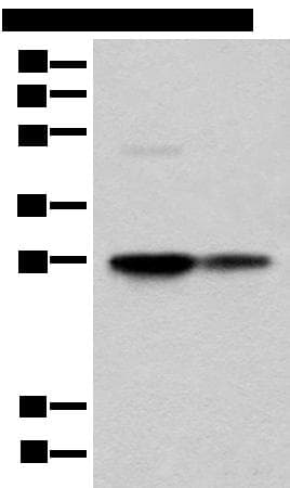 COA7 / SELRC1 Antibody