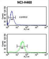 IL36B Antibody (aa1-30)