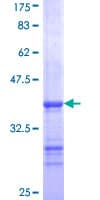 Human GPI3 / PIGA Protein (Recombinant GST, N-terminus)