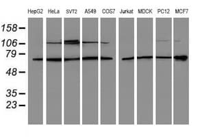 p58 / PSMD3 Antibody (clone OTI2A2, Carrier-free)