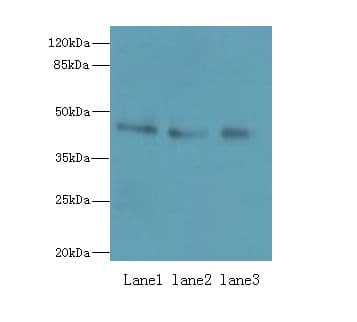 RBMS2 / SCR3 Antibody