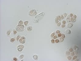 BrdU Antibody (clone 4H10)