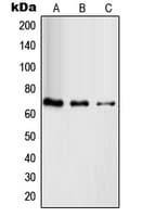 RAB11FIP4 / RAB11-FIP4 Antibody (Internal)