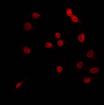 BHLHE41 / BHLHB3 / SHARP1 Antibody