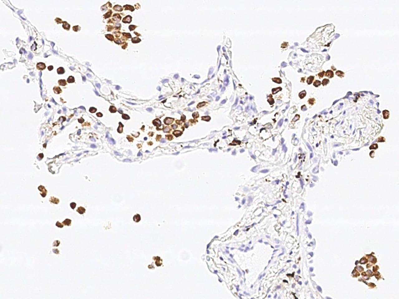 CD68 Antibody (Preservative Free)