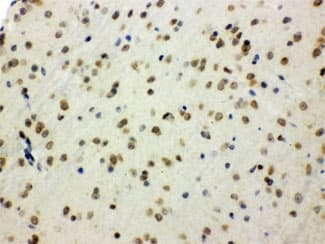 p66 / SHC Antibody