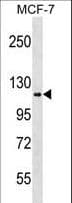HK1 / Hexokinase 1 Antibody (aa78-108)