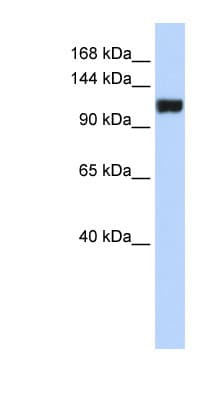 FAM120A Antibody (aa468-517)