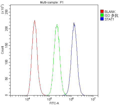 STAT1 Antibody