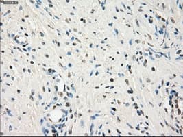 LTA4H / LTA4 Antibody (clone OTI9C5, Carrier-free)