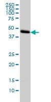 C1GALT1 Antibody (clone 1F1)