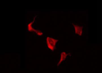 LRP3 Antibody