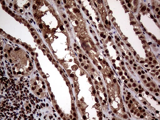 SSU72 Antibody (clone OTI2E2)