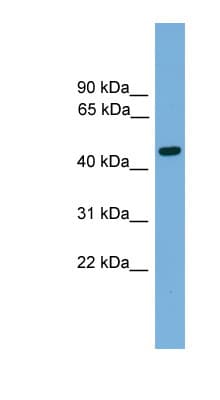 FOXA2 Antibody (aa271-320)