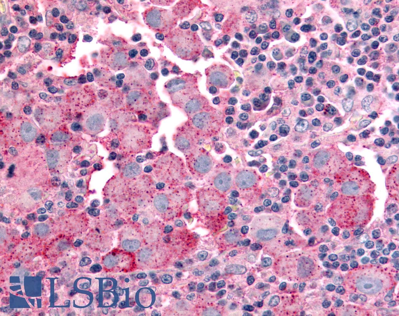 PathPlus™ GPR151 Antibody (C-Terminus)