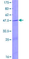 Human PTPMT1 Protein (Recombinant GST)