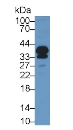 POMC / Proopiomelanocortin Antibody (aa27-235)