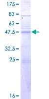 Human CD28 Protein (Recombinant GST)