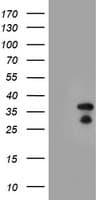 HES1 / HES-1 Antibody (clone OTI1H8)