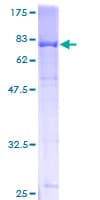 Human LDB2 Protein (Recombinant GST)