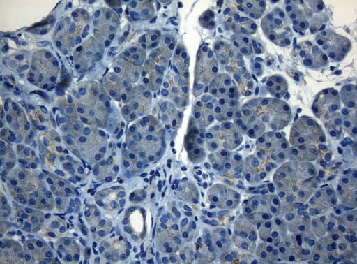 Monoclonal Mouse anti-Human HOXC10 Antibody (clone OTI1A9, aa1-262, IHC, WB)