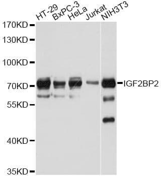 IGF2BP2 Antibody